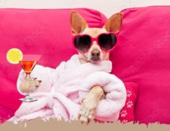 Kleiner Hund mit herzförmiger Sonnenbrille und Bademantel auf einem pinken Sofa